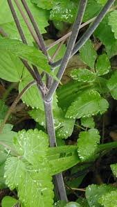 Black licorice can be a polarizing issue in the candy store. Wild Aniseroot And Sweet Cicely Are Native Cousins Of Parsley