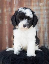 Kind, cuddly, merry and gentle, mini sheepadoodle puppies are true sweetheart dogs, they are generous in affection, attentive and obedient and they love to impress their human family by any means. Sheepadoodle Temperament Personality Health More