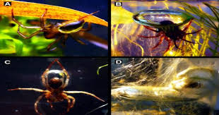 The diving bell spider has adapted to living life underwater with an incredi. Diving Bell Spider Assignment Point