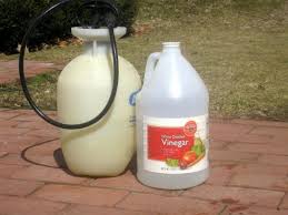 Weeds In Paths Use Vinegar Not Roundup Kevin Lee Jacobs