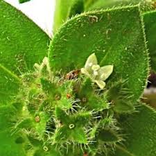 Image result for Richardia brasiliensis