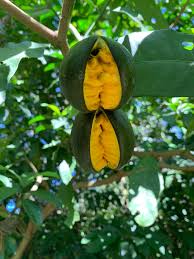 Image result for Tabernaemontana ventricosa