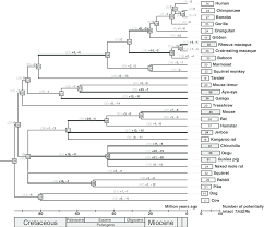 The euarchontoglires probably split from the laurasiatheria sister group about 85 to 95 million years ago during the. Reconstructed Evolutionary Trajectories Of Euarchontoglires Tas2rs The Download Scientific Diagram
