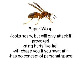 These are the same reasons that bees like apis mellifera. Someone Wrote A Funny Guide About Bees And Wasps And You Might Learn Something New Bored Panda