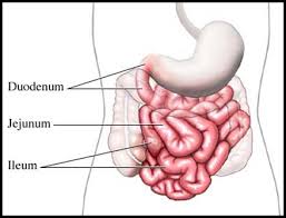 Image result for small intestine