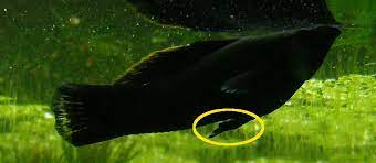 Black Molly The Care Feeding And Breeding Of Black Mollies Aquarium Tidings