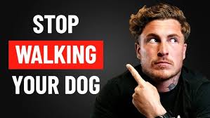 Rocky Doo, Great Dane, looking for a home.