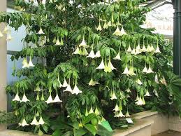 Check spelling or type a new query. Native To The Osa Peninsula Of Costa Rica Osa Pulchra Until Very Recently Was Thought To Be Almost Extinct In The Wild There Are A Few Remaining Wild Plants On A Private