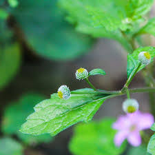 Image result for Dichrocephala