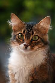 Check spelling or type a new query. Royalty Free Photo Short Coated Black And White Kitten Pickpik