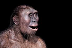 7,796 Neanderthal Stock Photos and Images - 123RF