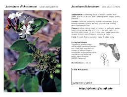 Image result for Jasminum dichotomum