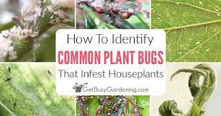 When scales reach adulthood, they don't move on plants, making them hard to. How To Identify Common Types Of Houseplant Bugs Get Busy Gardening