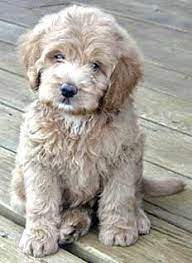 Australian Labradoodles Osterreich Labradoodle Welpen Australischer Labradoodle Cavapoo Welpen