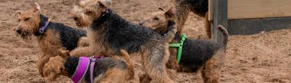 See more ideas about shipoo puppies, puppies, shih poo. Wtcares America S Non Profit Welsh Terrier Rescue Service
