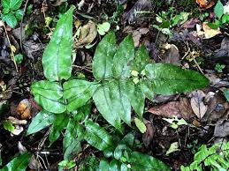 Image result for Diplazium humbertii