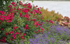 Perfect for use at the front of borders, or plant to spread gently over a rock wall or along garden pathways. The Collection Drift Roses