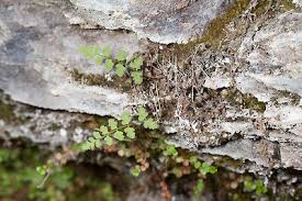 Image result for Anogramma leptophylla