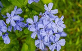 Baby blue eyes (nemophila menziesii) baby's breath (gypsophila paniculata bristol fairy) ball cactus (parodia magnifica) balloon flower (platycod. 83 Names Of Flowers In Alphabetical Order A Z Photos