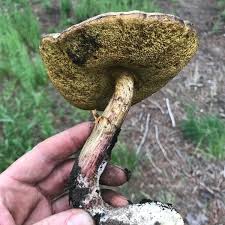 Image result for Xerocomellus diffractus