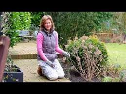 Qvc Gartentipp Marz Hortensien Schneiden Youtube Hortensien Gartentipps Schneiden