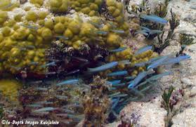 Image result for Pteris microlepis