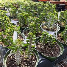 Image result for Alluaudia procera