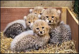 Browse photos and descriptions of 1000 exotic animals for sale in texas of many breeds available right now! Baby Cheetah For Sale Cheetah Cubs For Sale Exotic Wild Cats
