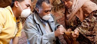 La souche h5n8 de la grippe aviaire, qui sévit en france et ailleurs en europe, a été repérée pour la première fois dans un élevage français début décembre. La Propagation Rapide D Une Nouvelle Souche De La Grippe Aviaire En Europe Menace Le Secteur Avicole Fao Onu Info