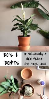 Welcoming A New Plant Into Your Home Plants Indoor Plant Care Plant Care Houseplant