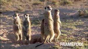 Some men there to him to learn, nor the court, nor the decision to pay for the maintenance of children. Funny Animals From Around The World