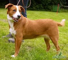 Het ras wordt echter steeds zeldzamer, ondanks de verwoede pogingen van een paar enthousiastelingen. 100 Austrian Pinscher Ideas Pinscher Dog Breeds Dogs