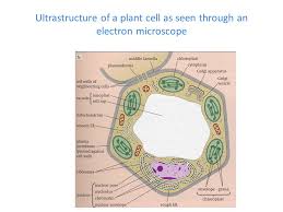 Maybe you would like to learn more about one of these? Ocr As Biology Unit 1 Cells Exchange And Transport Ppt Video Online Download