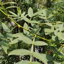 Image result for Zanthoxylum sp. A