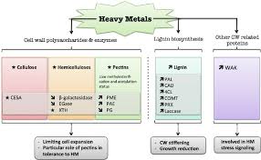 They both have essential organelles including a nucleus, mitochondria, cell membrane, ribosomes, endoplasmic reticulum (er), golgi apparatus, lysosomes, peroxisomes, and cytoskeleton. Diagram Summarizing The Plant Cell Wall Response To Heavy Metals The Download Scientific Diagram