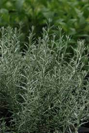 Currykraut, das auch unter dem namen italienische strohblume bekannt ist, hat eine heilende wirkung bei husten und prellungen. Currykraut Currystrauch Zwergform Helichrysum Italicum Dwarf Gartnerei Online Krauterversand Evi Gampl