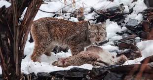 Aprende todo lo necesario para poder invertir en bolsa, de forma tranquila y rodeado de una comunidad que te apoyará en cada momento. Filman Por Primera Vez A Un Lince Del Himalaya Cazando