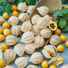 Many parts of the ground cherry plant are toxic to. How To Plant And Grow Ground Cherry Physalis Spp Gardener S Path