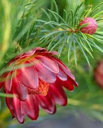 Image result for Protea micans