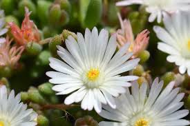 Image result for Duosperma nudantherum
