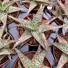 Image result for Aloe zebrina