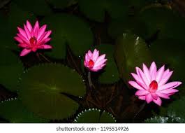 Seroja Lotus Species Annual Aquatic Plant Stock Photo 2241144107