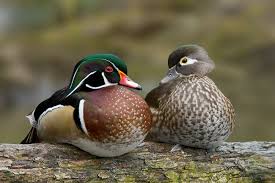 Birds Native To Virginia Beach Wood Ducks Ipswich River Watershed Association Wood Ducks Duck Photo Duck Species