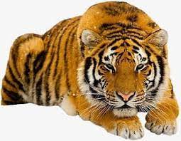 Download Tiger Png Tiger Dove Images Free Png Downloads