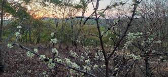 Image result for Cassipourea mollis