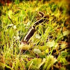 In the fall be sure to remove fallen leaves from your garden. 14 Invite Snakes To The Garden Ideas Snake Habitats Garden
