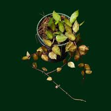 Image result for Olax aschersoniana