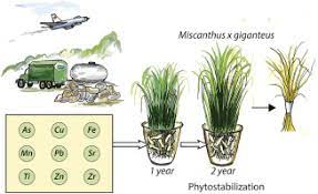 Maybe you would like to learn more about one of these? Potential Phytomanagement Of Military Polluted Sites And Biomass Production Using Biofuel Crop Miscanthus X Giganteus Sciencedirect