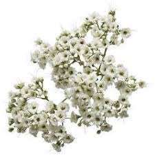 Order baby's breath flowers online at wholesale prices from bloomsbythebox.com to make your event look beautiful while still staying under budget. Gypsophila Flower Wholesale Price Mandi Rate For Babys Breath In India