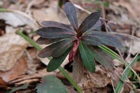 Image result for Euphorbia mwinilungensis